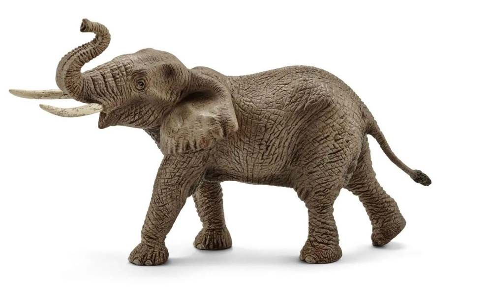 Afrika elefant han