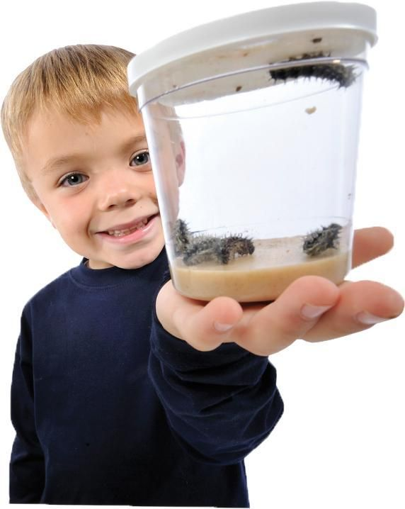 Refill Sommerfugle larver 5 stk, kupon