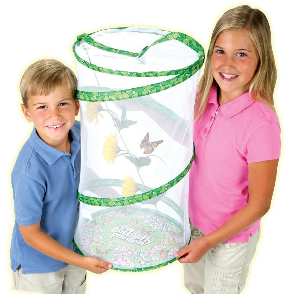 Sommerfugle Pavillion ink. 10 stk larver