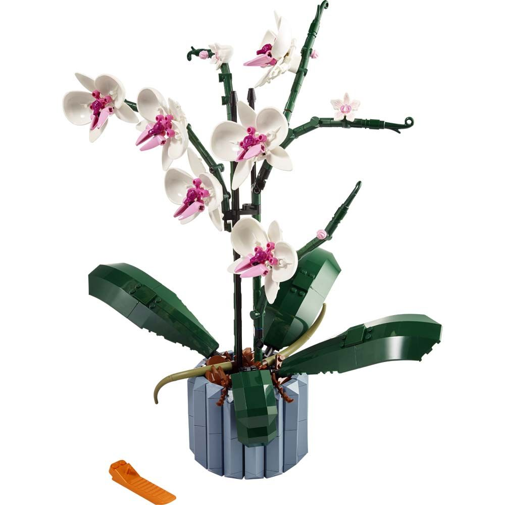 Orkide Blomst